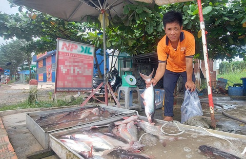 Cá tra đổ đống bán bên lề đường, người nuôi đổ nợ - Ảnh 1. Cá tra đổ đống bán bên lề đường, người nuôi đổ nợ - Ảnh 1.