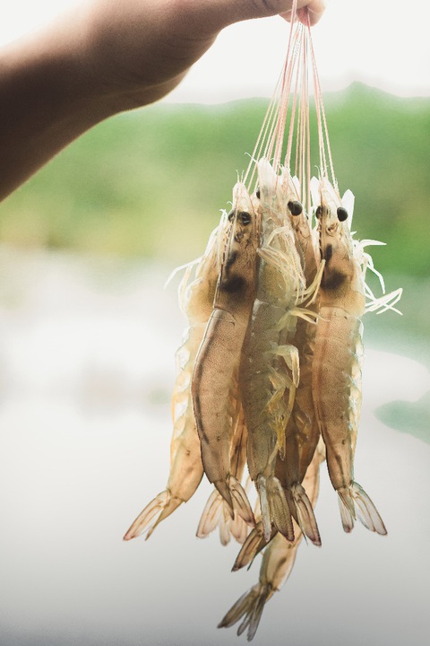 Trăn trở tìm thức ăn tốt cho tôm - Ảnh 1. Trăn trở tìm thức ăn tốt cho tôm - Ảnh 1.