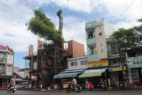 Giữ cổ thụ 100 năm cho bến Người tình - Ảnh 3. Giữ cổ thụ 100 năm cho bến Người tình - Ảnh 3.