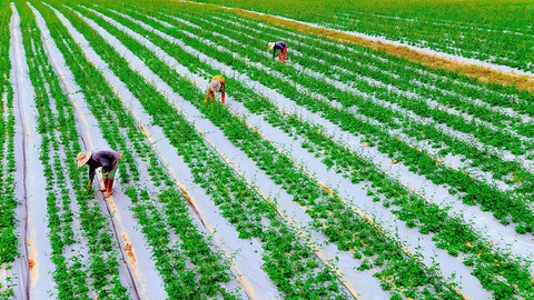 Buộc đất lửa phải nảy mầm xanh - Ảnh 2. Buộc đất lửa phải nảy mầm xanh - Ảnh 2.