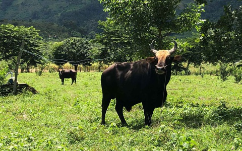 Nhiều câu hỏi quanh vụ bò tót lai: Bò dự án ốm o, bò dân nuôi to khỏe - Ảnh 1. Nhiều câu hỏi quanh vụ bò tót lai: Bò dự án ốm o, bò dân nuôi to khỏe - Ảnh 1.