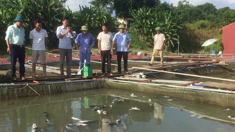 Thủy điện Hòa Bình xả lũ, dân trắng đêm cứu cá - Ảnh 3. Thủy điện Hòa Bình xả lũ, dân trắng đêm cứu cá - Ảnh 3.