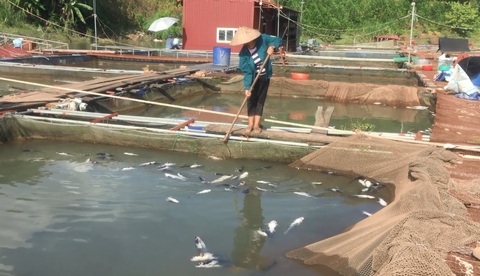 Thủy điện Hòa Bình xả lũ, dân trắng đêm cứu cá - Ảnh 1. Thủy điện Hòa Bình xả lũ, dân trắng đêm cứu cá - Ảnh 1.