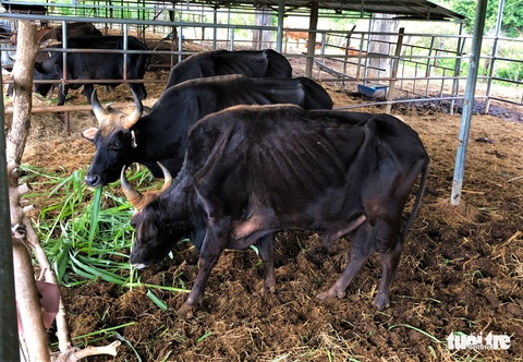 Bàn giao đàn bò tót lai ốm đói cho Vườn quốc gia Phước Bình - Ảnh 4. Bàn giao đàn bò tót lai ốm đói cho Vườn quốc gia Phước Bình - Ảnh 4.