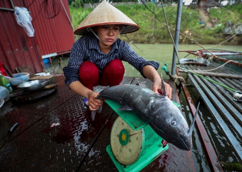 Thủy điện Hòa Bình xả lũ: Cá chết tăng thêm hàng chục tấn - Ảnh 1. Thủy điện Hòa Bình xả lũ: Cá chết tăng thêm hàng chục tấn - Ảnh 1.