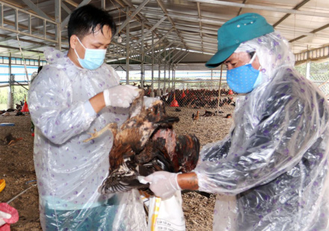 Long An xuất hiện dịch tả heo châu Phi và cúm gia cầm H5N1 - Ảnh 1. Long An xuất hiện dịch tả heo châu Phi và cúm gia cầm H5N1 - Ảnh 1.