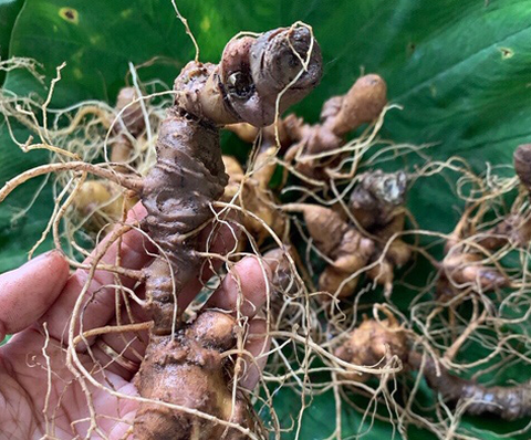 Sâm Ngọc Linh vùng Nam Trà My, Quảng Nam báu vật cho sức khỏe - Ảnh 1. Sâm Ngọc Linh vùng Nam Trà My, Quảng Nam báu vật cho sức khỏe - Ảnh 1.