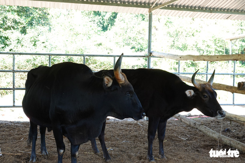 Bầy bò tót lai Ninh Thuận hồi phục nhanh, mập lên từng ngày - Ảnh 1. Bầy bò tót lai Ninh Thuận hồi phục nhanh, mập lên từng ngày - Ảnh 1.