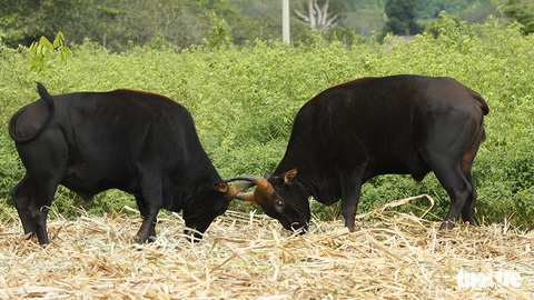 Một thập niên bò tót về làng - Ảnh 5. Một thập niên bò tót về làng - Ảnh 5.