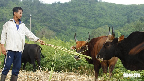 Một thập niên bò tót về làng - Ảnh 6. Một thập niên bò tót về làng - Ảnh 6.