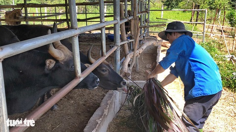 Một thập niên bò tót về làng - Ảnh 1. Một thập niên bò tót về làng - Ảnh 1.