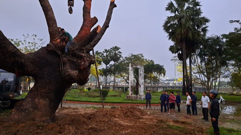 Người dân Huế vui mừng với cây xà cừ cổ thụ bị bão quật ngã được trồng lại - Ảnh 2. Người dân Huế vui mừng với cây xà cừ cổ thụ bị bão quật ngã được trồng lại - Ảnh 2.