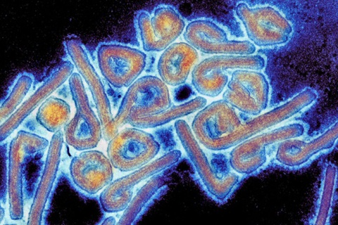 Phát hiện virus hiếm lây truyền từ người sang người tại Bolivia - Ảnh 1. Phát hiện virus hiếm lây truyền từ người sang người tại Bolivia - Ảnh 1.