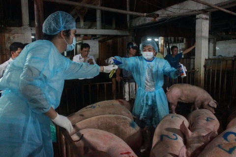 Sống ở thành thị nhưng vẫn có vi trùng mang gen kháng colistin dùng trong chăn nuôi - Ảnh 1. Sống ở thành thị nhưng vẫn có vi trùng mang gen kháng colistin dùng trong chăn nuôi - Ảnh 1.