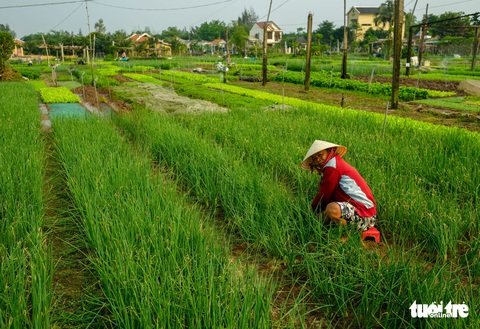 Trà Quế - Làng rau hoài niệm thành điểm đến quốc tế - Ảnh 13. Trà Quế - Làng rau hoài niệm thành điểm đến quốc tế - Ảnh 13.