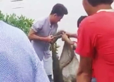 Lại phát hiện cá sấu sổng chuồng tại Cà Mau - Ảnh 1. Lại phát hiện cá sấu sổng chuồng tại Cà Mau - Ảnh 1.