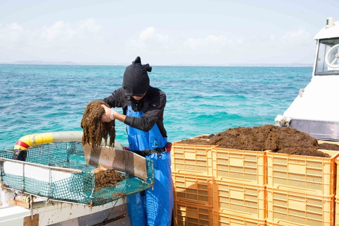 Lợi ích của tảo nâu Okinawa Mozuku với sức khỏe - Ảnh 1. Lợi ích của tảo nâu Okinawa Mozuku với sức khỏe - Ảnh 1.