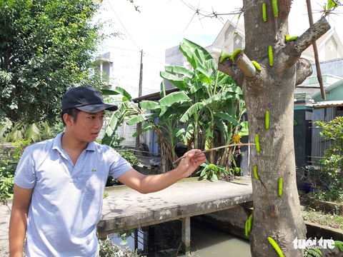 Sâu lạ ăn lá bàng ở Tiền Giang là loại sâu có giá trị trong sản xuất tơ lụa - Ảnh 2. Sâu lạ ăn lá bàng ở Tiền Giang là loại sâu có giá trị trong sản xuất tơ lụa - Ảnh 2.