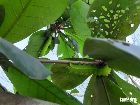 Sâu lạ ăn lá bàng ở Tiền Giang là loại sâu có giá trị trong sản xuất tơ lụa - Ảnh 3. Sâu lạ ăn lá bàng ở Tiền Giang là loại sâu có giá trị trong sản xuất tơ lụa - Ảnh 3.
