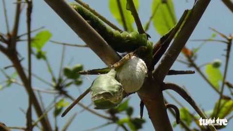 Sâu lạ ăn lá bàng ở Tiền Giang là loại sâu có giá trị trong sản xuất tơ lụa - Ảnh 4. Sâu lạ ăn lá bàng ở Tiền Giang là loại sâu có giá trị trong sản xuất tơ lụa - Ảnh 4.