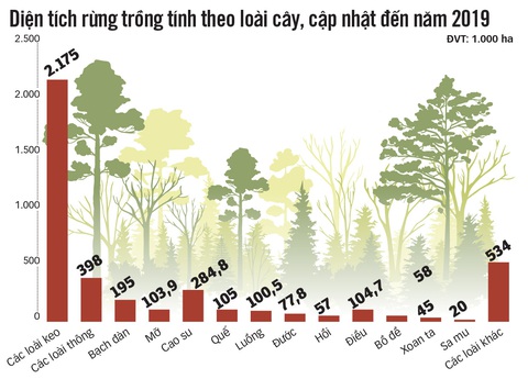 Giật mình, thấy sợ cây keo! - Ảnh 4. Giật mình, thấy sợ cây keo! - Ảnh 4.