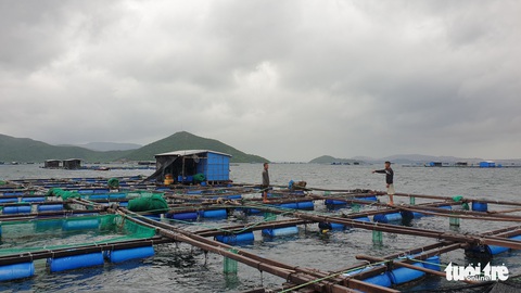 Kiên quyết đưa người trên lồng bè vịnh Vân Phong vào đất liền tối nay - Ảnh 3. Kiên quyết đưa người trên lồng bè vịnh Vân Phong vào đất liền tối nay - Ảnh 3.