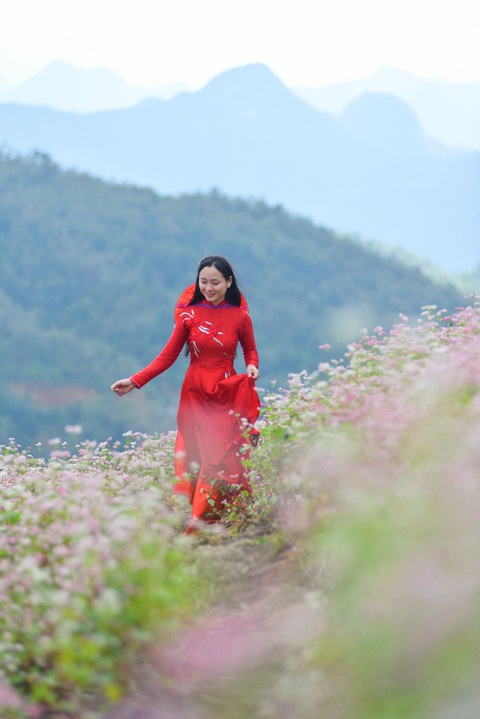 Cao nguyên đá Đồng Văn rực rỡ sắc hoa tam giác mạch - Ảnh 10. Cao nguyên đá Đồng Văn rực rỡ sắc hoa tam giác mạch - Ảnh 10.
