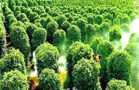 Tour Phú Quốc từ TP.HCM dưới 3 triệu đồng câu cá, lặn ngắm san hô - Ảnh 4. Tour Phú Quốc từ TP.HCM dưới 3 triệu đồng câu cá, lặn ngắm san hô - Ảnh 4.