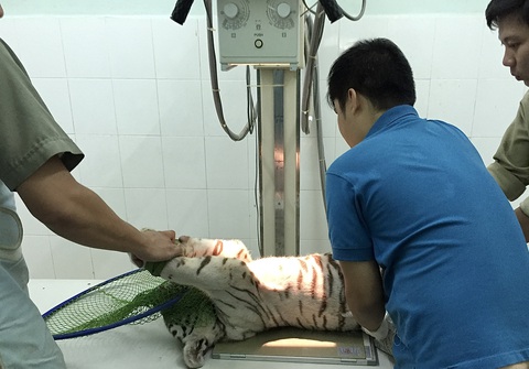 Chuyện lạ chúa sơn lâm giữa thành phố: Xe duyên thằng Xám, con Mi, Lem, Luốc... - Ảnh 3. Chuyện lạ chúa sơn lâm giữa thành phố: Xe duyên thằng Xám, con Mi, Lem, Luốc... - Ảnh 3.