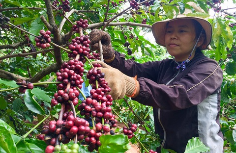 Giá cà phê thấp, nông dân không ngóc đầu lên được - Ảnh 1. Giá cà phê thấp, nông dân không ngóc đầu lên được - Ảnh 1.