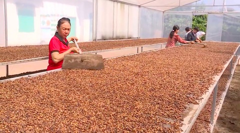 Giá cà phê thấp, nông dân không ngóc đầu lên được - Ảnh 2. Giá cà phê thấp, nông dân không ngóc đầu lên được - Ảnh 2.