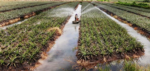 Tây Ninh hướng tới phát triển nông nghiệp công nghệ cao bền vững - Ảnh 2. Tây Ninh hướng tới phát triển nông nghiệp công nghệ cao bền vững - Ảnh 2.