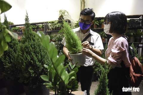 Thông tươi Mỹ giá 50 triệu vẫn cháy hàng dịp Giáng sinh - Ảnh 7. Thông tươi Mỹ giá 50 triệu vẫn cháy hàng dịp Giáng sinh - Ảnh 7.