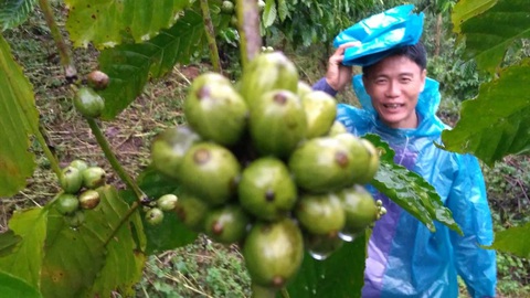 Hiệp hội cà phê Mỹ đánh giá cao cà phê Robusta của Việt Nam - Ảnh 1. Hiệp hội cà phê Mỹ đánh giá cao cà phê Robusta của Việt Nam - Ảnh 1.