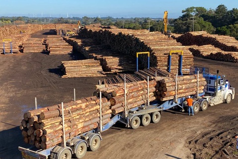 Trung Quốc ngừng nhập khẩu gỗ từ Úc vì sâu bệnh - Ảnh 1. Trung Quốc ngừng nhập khẩu gỗ từ Úc vì sâu bệnh - Ảnh 1.