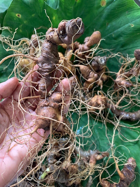Sâm Ngọc Linh vùng Nam Trà My, Quảng Nam báu vật cho sức khỏe - Ảnh 1. Sâm Ngọc Linh vùng Nam Trà My, Quảng Nam báu vật cho sức khỏe - Ảnh 1.