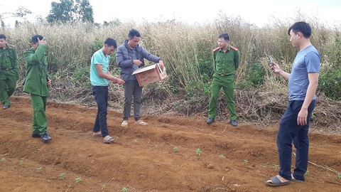 Trồng hơn ngàn cây cần sa... cho heo, gà ăn mau lớn - Ảnh 2. Trồng hơn ngàn cây cần sa... cho heo, gà ăn mau lớn - Ảnh 2.