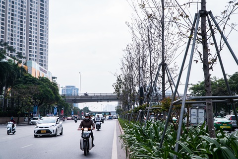 Hàng cây phong lá đỏ chết khô ở tuyến đường được kỳ vọng lãng mạn nhất Hà Nội - Ảnh 8. Hàng cây phong lá đỏ chết khô ở tuyến đường được kỳ vọng lãng mạn nhất Hà Nội - Ảnh 8.