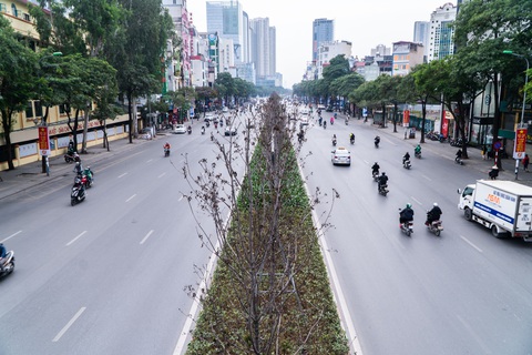 Hàng cây phong lá đỏ chết khô ở tuyến đường được kỳ vọng lãng mạn nhất Hà Nội - Ảnh 1. Hàng cây phong lá đỏ chết khô ở tuyến đường được kỳ vọng lãng mạn nhất Hà Nội - Ảnh 1.