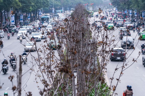 Hàng cây phong lá đỏ chết khô ở tuyến đường được kỳ vọng lãng mạn nhất Hà Nội - Ảnh 5. Hàng cây phong lá đỏ chết khô ở tuyến đường được kỳ vọng lãng mạn nhất Hà Nội - Ảnh 5.