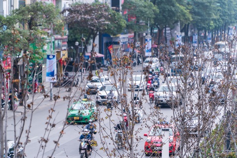 Hàng cây phong lá đỏ chết khô ở tuyến đường được kỳ vọng lãng mạn nhất Hà Nội - Ảnh 3. Hàng cây phong lá đỏ chết khô ở tuyến đường được kỳ vọng lãng mạn nhất Hà Nội - Ảnh 3.