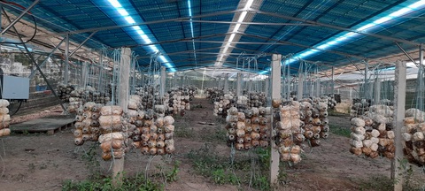Nhiều vi phạm tại các dự án điện áp mái nông nghiệp - Ảnh 1. Nhiều vi phạm tại các dự án điện áp mái nông nghiệp - Ảnh 1.