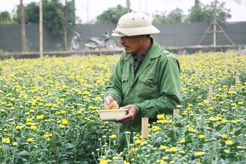 hinh hoa hn hinh hoa hn
