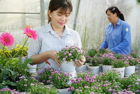 Né COVID-19, hoa tết năm nay có gì, giá ra sao? - Ảnh 4. Né COVID-19, hoa tết năm nay có gì, giá ra sao? - Ảnh 4.