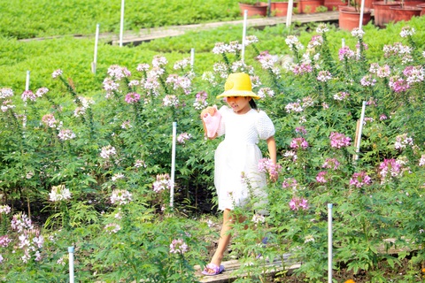 Say ngắm vườn hoa Đà Lạt nở rộ bên sông Sài Gòn - Ảnh 5. Say ngắm vườn hoa Đà Lạt nở rộ bên sông Sài Gòn - Ảnh 5.