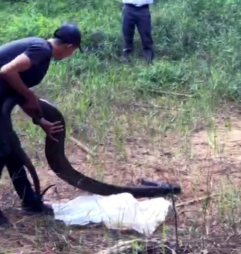 Thả rắn hổ mang chúa 21kg vào Khu bảo tồn thiên nhiên văn hóa Đồng Nai - Ảnh 1. Thả rắn hổ mang chúa 21kg vào Khu bảo tồn thiên nhiên văn hóa Đồng Nai - Ảnh 1.