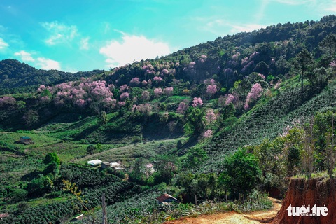 Mai anh đào bung nở rực rỡ từ nội ô đến ngoại thành Đà Lạt - Ảnh 11. Mai anh đào bung nở rực rỡ từ nội ô đến ngoại thành Đà Lạt - Ảnh 11.
