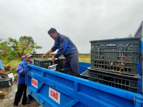 Trao sinh kế giúp người dân Quảng Nam vượt qua khó khăn sau bão lũ - Ảnh 7. Trao sinh kế giúp người dân Quảng Nam vượt qua khó khăn sau bão lũ - Ảnh 7.
