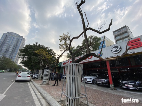 Bất thường nhiều cây sưa đỏ nằm cạnh nhau chết khô - Ảnh 1. Bất thường nhiều cây sưa đỏ nằm cạnh nhau chết khô - Ảnh 1.