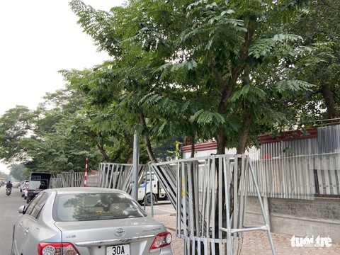 Bất thường nhiều cây sưa đỏ nằm cạnh nhau chết khô - Ảnh 2. Bất thường nhiều cây sưa đỏ nằm cạnh nhau chết khô - Ảnh 2.